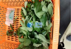 全自動樣品研磨儀研磨降香黃檀樹葉、樹枝