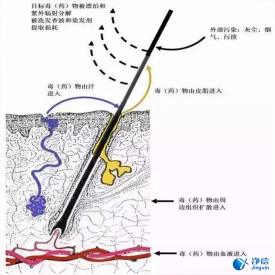 毛發(fā)毒品檢測儀來檢測毛發(fā)的步驟詳解-優(yōu)勢是什么？